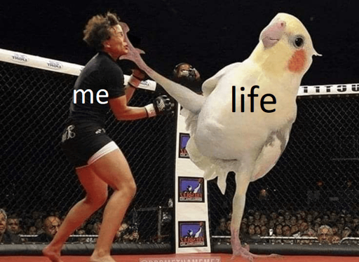 birb